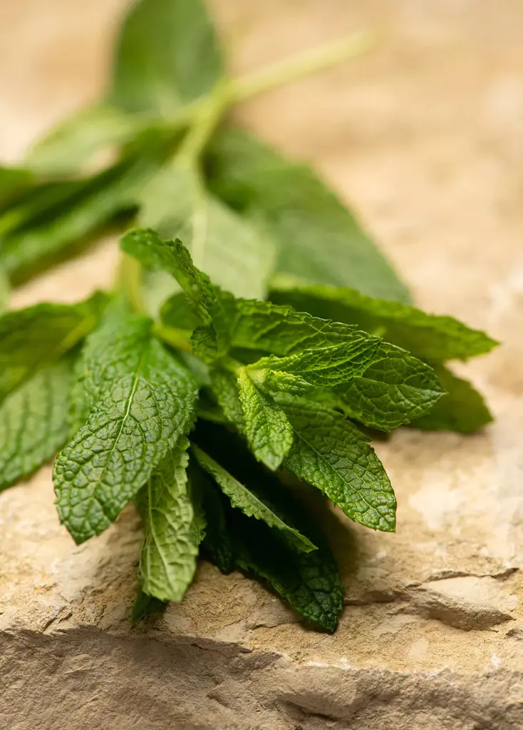 groene_munt_ateiercaffe1.webp