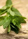 groene_munt_ateiercaffe1.webp